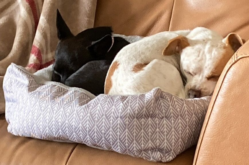 Chandra and Skipper sleeping together on a bed
